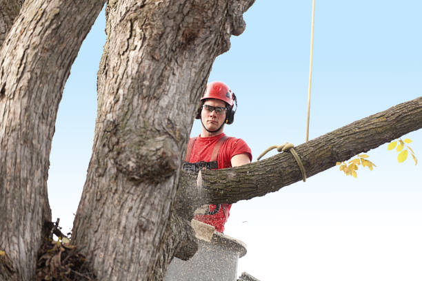 Professional Tree Services in Portland, TX